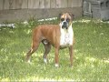 gunner   lone star boxer rescue