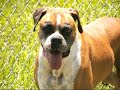 gunner   lone star boxer rescue