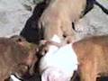 Pelea de perros pequeños 