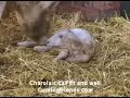A Charolais Cow Calving.wmv