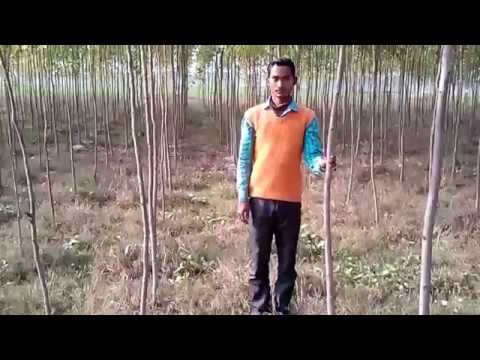 how to cure eucalyptus wood