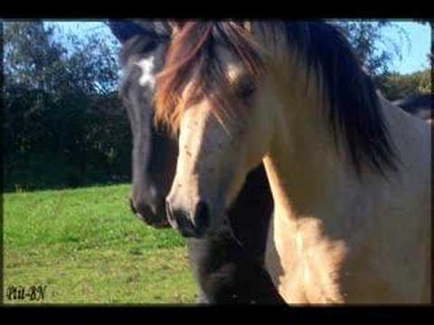 Poulain - Je remonte 1ans et demi en arriere et je retrace mon, histoire avec mon poulain...Il est devenu mon tout, je l'aime a en mourir, même si...