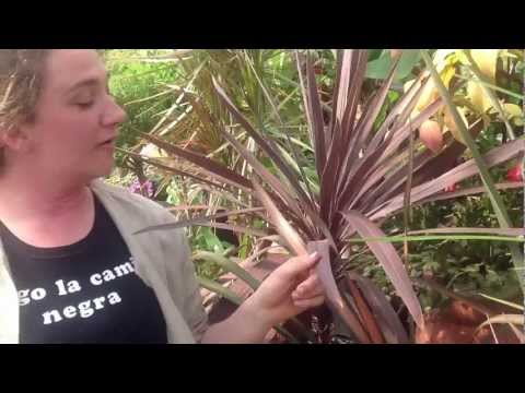 how to transplant new zealand flax