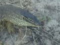 Varanus panoptes