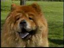 Chow Chows
