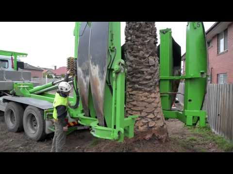 how to remove and replant a palm tree