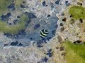 Tiny Fish in Cozumel