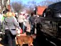 mardi gras dog parade