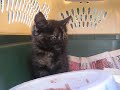 Cute Rescued Kitten