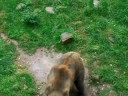 Eifelpark Duitsland - Beer doet kunstjes