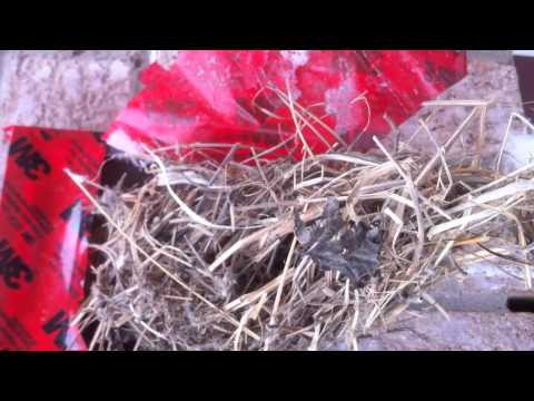 how to prevent birds from nesting in dryer vent