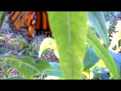 how to transplant milkweed