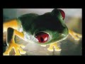 Cluekid - Frogs On Acid @ 33 RPM