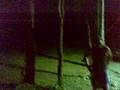 pulling out trees with 4WD in dark