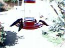 5 Hummingbirds at the feeder