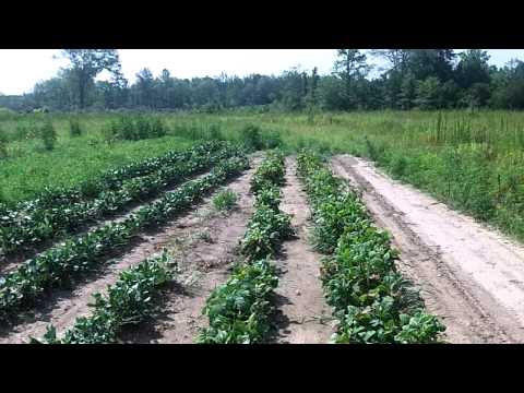 how to harvest kentucky wonder beans