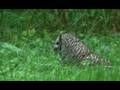 videos de Owl Pounce!