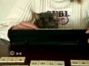 Luna playing rummy