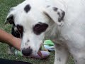 9-4-08 Puppy video 13