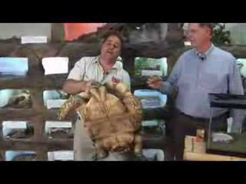 how to care for a tortoise as a pet