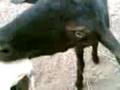 Hungry Goat