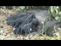 Pig and her babies