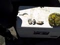First raw oyster