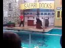 The Sealion Show At Aerial Extreme