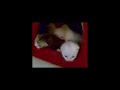 gattini vogliono uscire