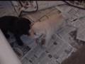 Labrador Retriever video