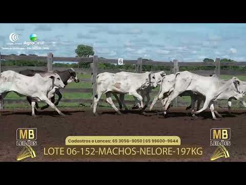 526� LEIL�O VIRTUAL MB LEIL�ES