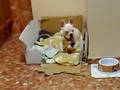 videos de dayron jugando