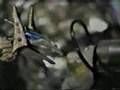 ZOIDS 