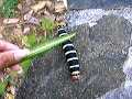 Big Catepillar Pretty Big Catepillar Pretty