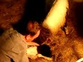 A Miniature Foaling in May 2008