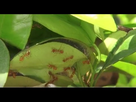 Weaver ants against fruit flies