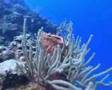 Roatan Honduras (Gibson Bight) 2006