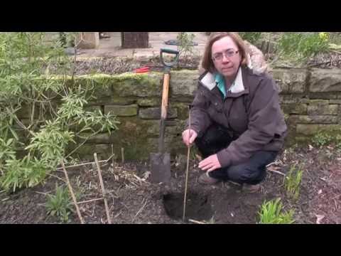 how to replant clematis