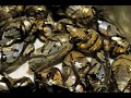 Click here to watch this video Coasting through Kenya, Watamu  Gede