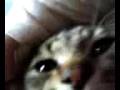 ぬこぬこ動画 2008 10/13 2