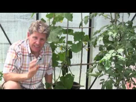 how to grow cucumbers