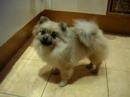 My dog barking on a salami
