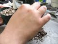 How to rejuvenate an African Violet - update