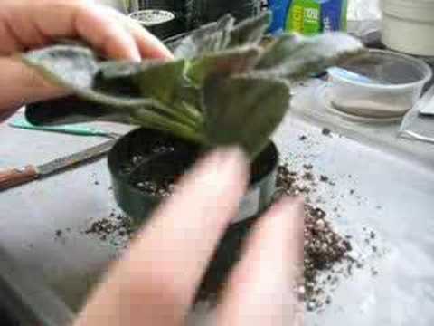 how to transplant violets