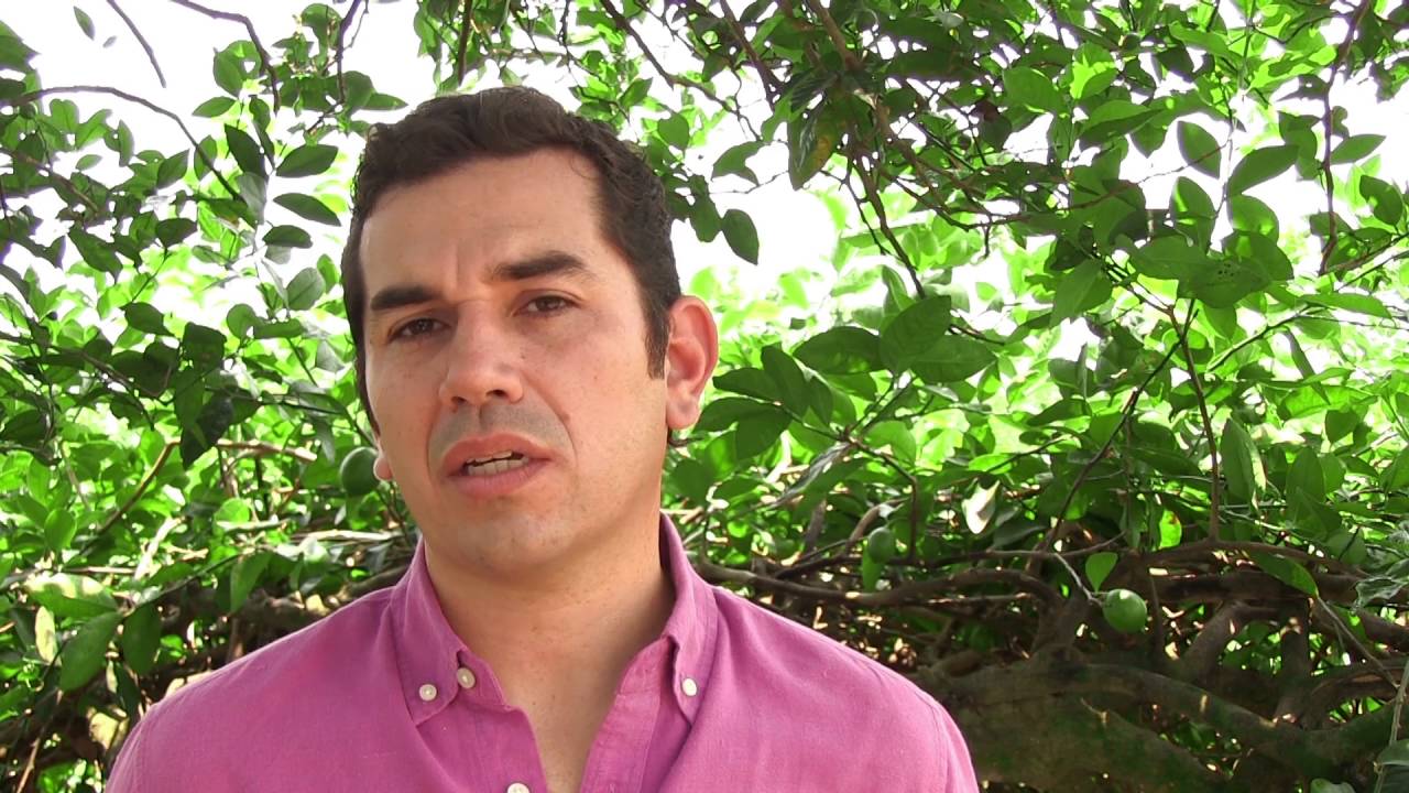 Sumagro - Papaya y citricos