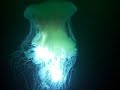 Giant Egg Yolk Jellyfish