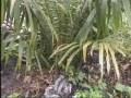 videos de charcoal as fertilizer , siol conditioner