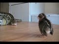 Chirp, Chirp, Chirp