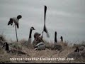 Birdtail Waterfowl 2008 Duck and Goose hunting Birdtail Waterfowl 2008 Duck and Goose hunting