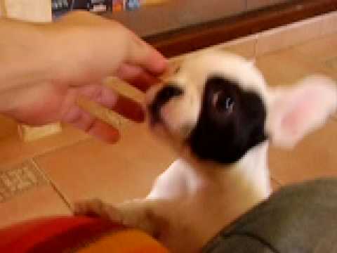 bulldogfrances